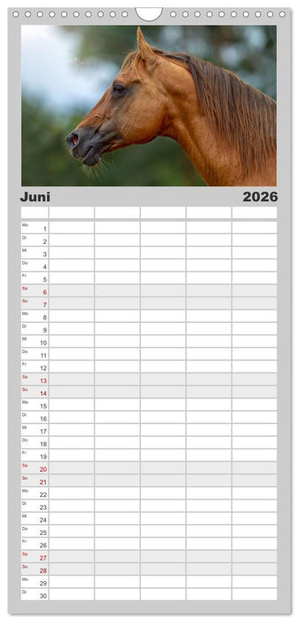 Faszination Westernpferde (CALVENDO Familienplaner 2026)
