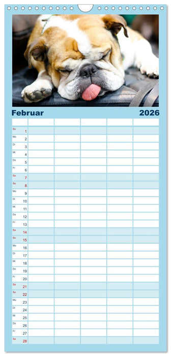 Witzige Fellnasen (CALVENDO Familienplaner 2026)