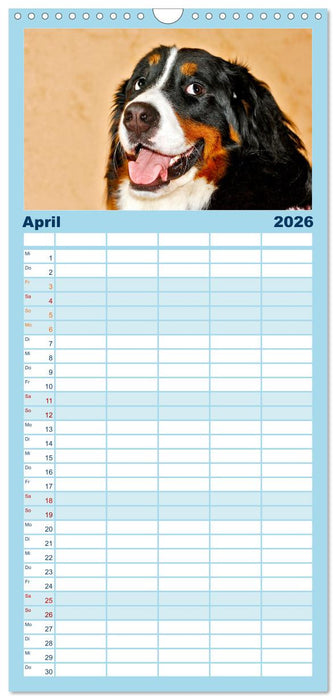 Witzige Fellnasen (CALVENDO Familienplaner 2026)