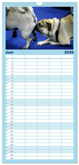 Witzige Fellnasen (CALVENDO Familienplaner 2026)