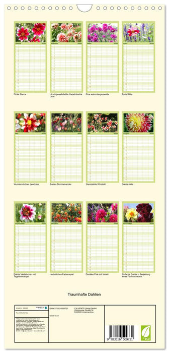 Traumhafte Dahlien (CALVENDO Familienplaner 2026)