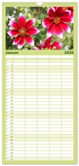 Traumhafte Dahlien (CALVENDO Familienplaner 2026)