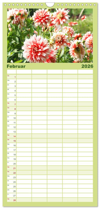 Traumhafte Dahlien (CALVENDO Familienplaner 2026)