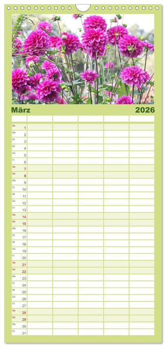 Traumhafte Dahlien (CALVENDO Familienplaner 2026)