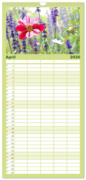 Traumhafte Dahlien (CALVENDO Familienplaner 2026)