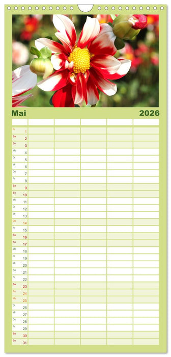 Traumhafte Dahlien (CALVENDO Familienplaner 2026)