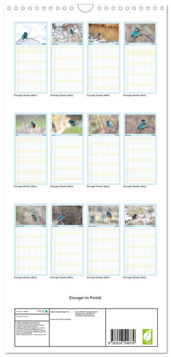Eisvogel im Porträt (CALVENDO Familienplaner 2026)