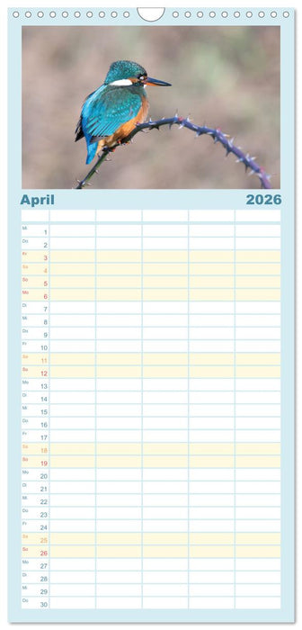 Eisvogel im Porträt (CALVENDO Familienplaner 2026)