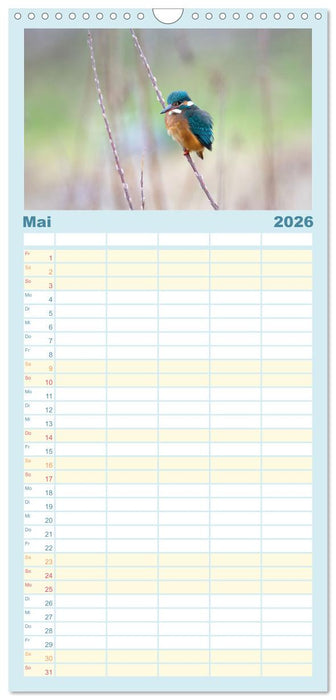 Eisvogel im Porträt (CALVENDO Familienplaner 2026)