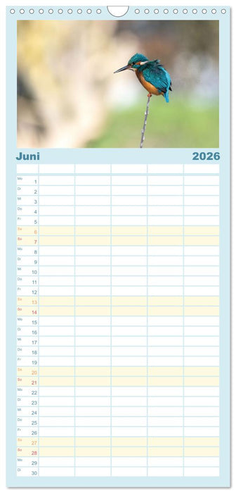 Eisvogel im Porträt (CALVENDO Familienplaner 2026)