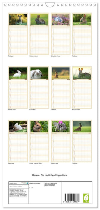 Hasen - Die niedlichen Hoppeltiere. (CALVENDO Familienplaner 2026)
