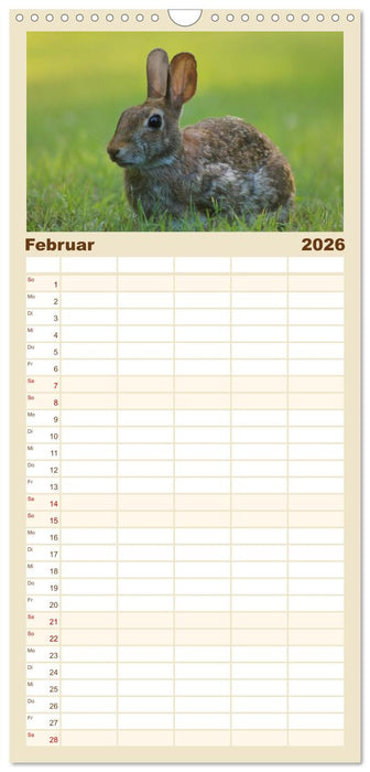 Hasen - Die niedlichen Hoppeltiere. (CALVENDO Familienplaner 2026)