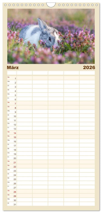 Hasen - Die niedlichen Hoppeltiere. (CALVENDO Familienplaner 2026)