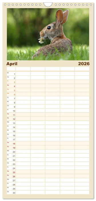 Hasen - Die niedlichen Hoppeltiere. (CALVENDO Familienplaner 2026)
