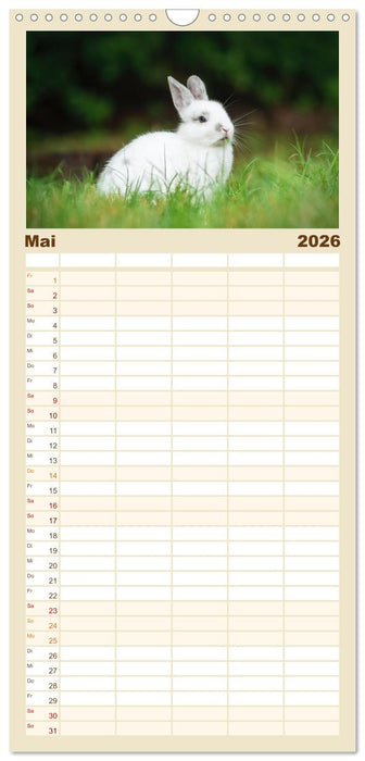 Hasen - Die niedlichen Hoppeltiere. (CALVENDO Familienplaner 2026)