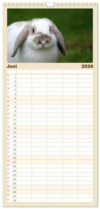 Hasen - Die niedlichen Hoppeltiere. (CALVENDO Familienplaner 2026)