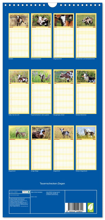 Tauernschecken-Ziegen (CALVENDO Familienplaner 2026)