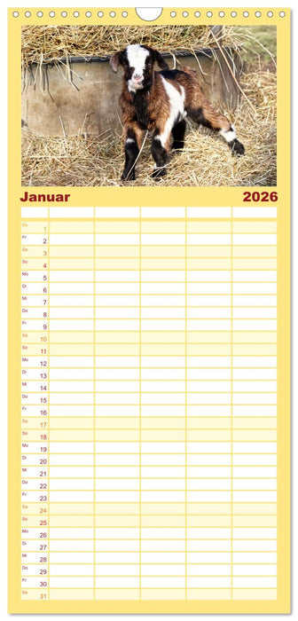 Tauernschecken-Ziegen (CALVENDO Familienplaner 2026)
