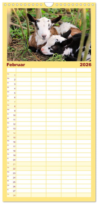 Tauernschecken-Ziegen (CALVENDO Familienplaner 2026)