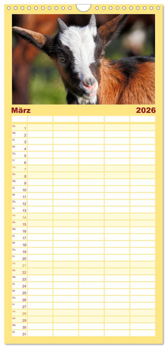 Tauernschecken-Ziegen (CALVENDO Familienplaner 2026)