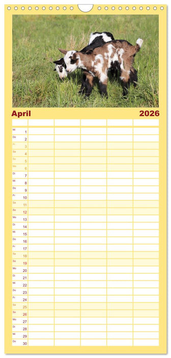 Tauernschecken-Ziegen (CALVENDO Familienplaner 2026)