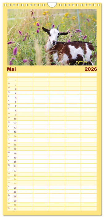 Tauernschecken-Ziegen (CALVENDO Familienplaner 2026)