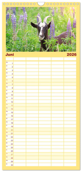 Tauernschecken-Ziegen (CALVENDO Familienplaner 2026)