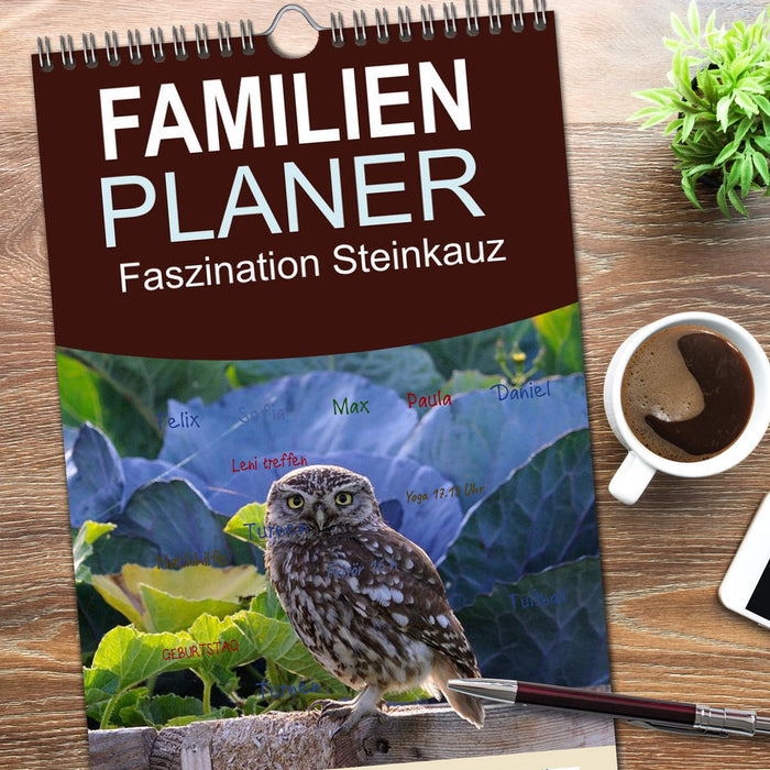 Faszination Steinkauz (CALVENDO Familienplaner 2026)