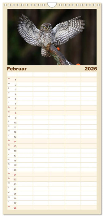 Faszination Steinkauz (CALVENDO Familienplaner 2026)