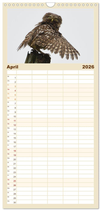 Faszination Steinkauz (CALVENDO Familienplaner 2026)