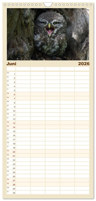 Faszination Steinkauz (CALVENDO Familienplaner 2026)