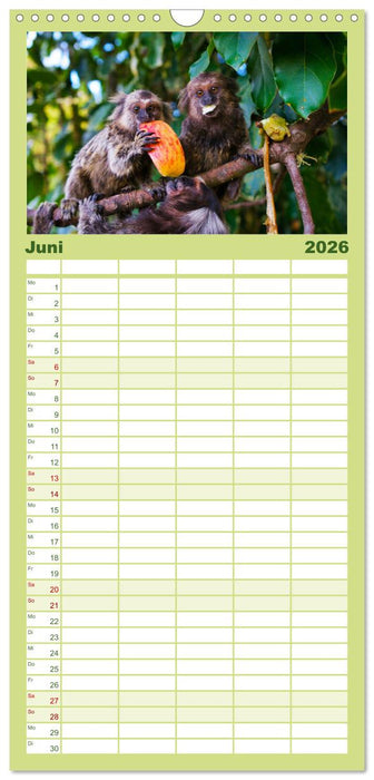 Brasilien - Karnevale, Fußball und Regenwälder. (CALVENDO Familienplaner 2026)