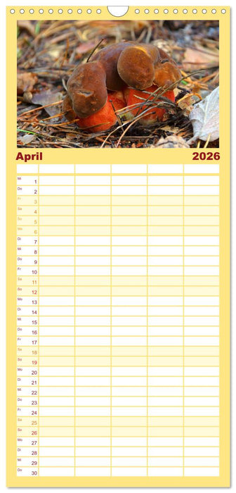Heimische Pilze (CALVENDO Familienplaner 2026)