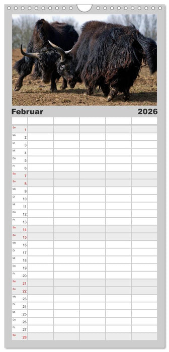 Kuh und Co. (CALVENDO Familienplaner 2026)