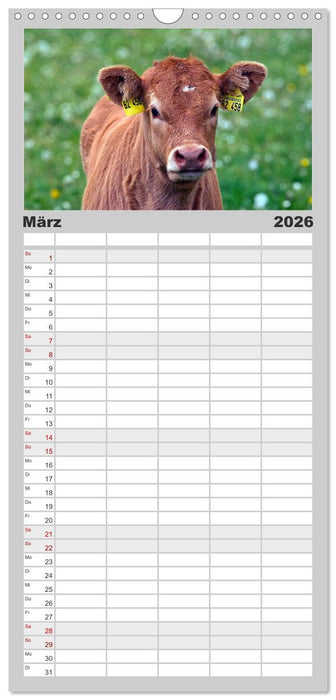 Kuh und Co. (CALVENDO Familienplaner 2026)