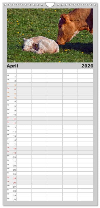 Kuh und Co. (CALVENDO Familienplaner 2026)