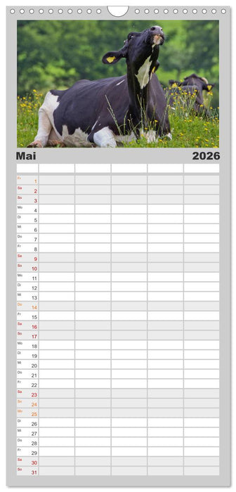 Kuh und Co. (CALVENDO Familienplaner 2026)