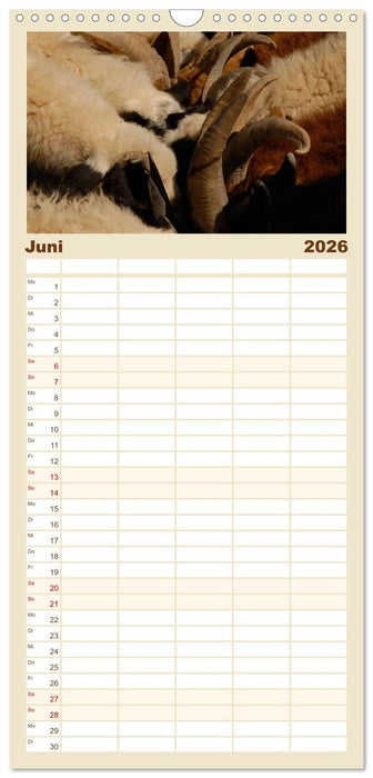 Wüste Gobi (CALVENDO Familienplaner 2026)