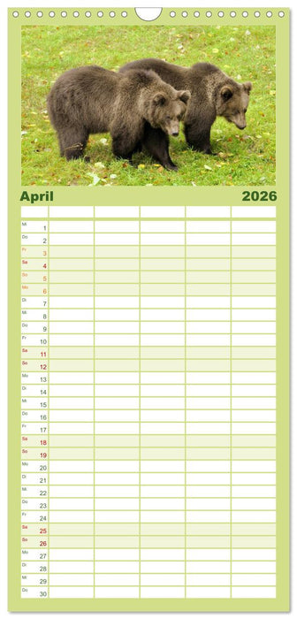 Begegnungen DER BRAUNBÄR (CALVENDO Familienplaner 2026)