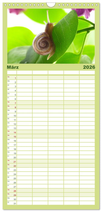 Schnecken FineArt (CALVENDO Familienplaner 2026)