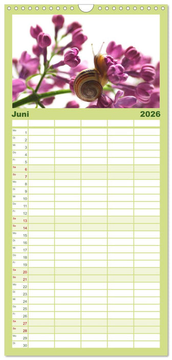 Schnecken FineArt (CALVENDO Familienplaner 2026)