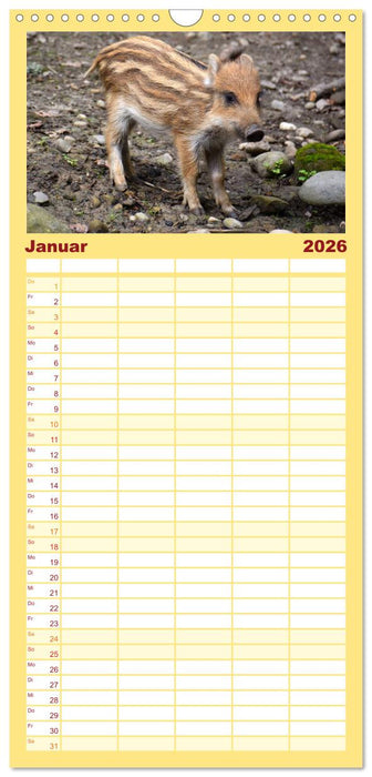 Nachwuchs in der Tierwelt (CALVENDO Familienplaner 2026)