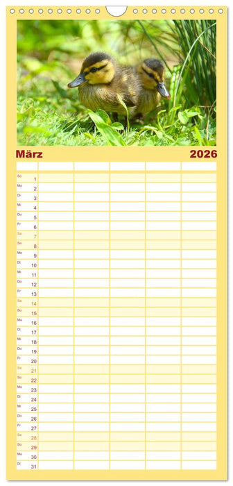 Nachwuchs in der Tierwelt (CALVENDO Familienplaner 2026)