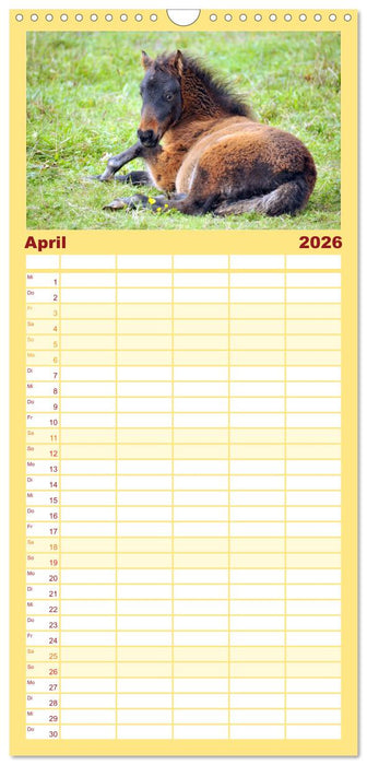 Nachwuchs in der Tierwelt (CALVENDO Familienplaner 2026)