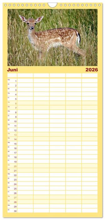 Nachwuchs in der Tierwelt (CALVENDO Familienplaner 2026)