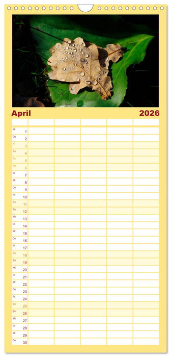 Blätter (CALVENDO Familienplaner 2026)