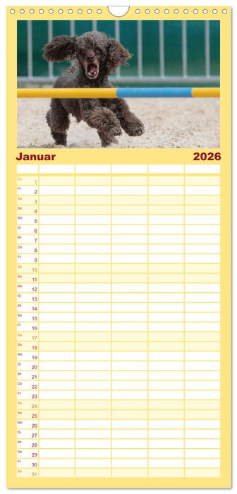 HUNDESPORT - Agility und Dog Frisbee (CALVENDO Familienplaner 2026)