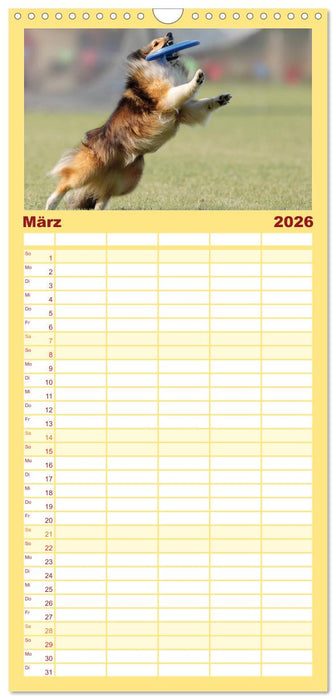 HUNDESPORT - Agility und Dog Frisbee (CALVENDO Familienplaner 2026)