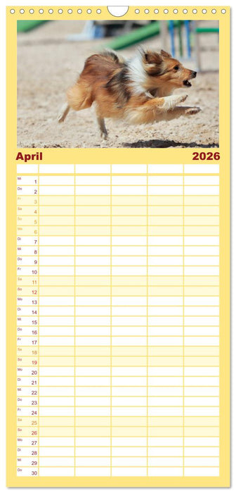 HUNDESPORT - Agility und Dog Frisbee (CALVENDO Familienplaner 2026)