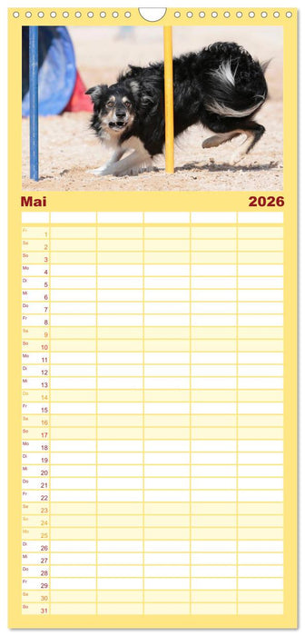 HUNDESPORT - Agility und Dog Frisbee (CALVENDO Familienplaner 2026)